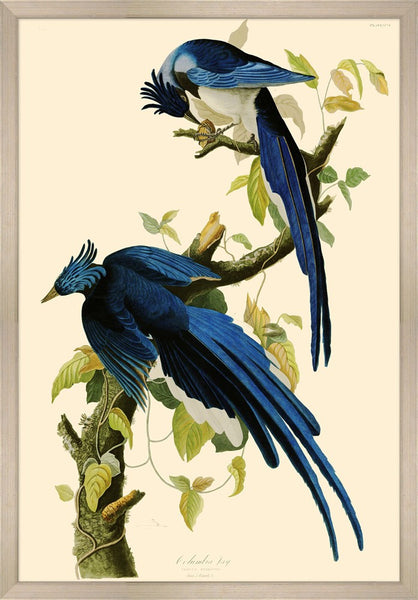 Bird, Columbia Jay