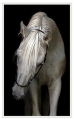 Art - Horse, Pasha 51x83